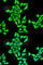 Tubulin alpha-4A chain antibody, A3187, ABclonal Technology, Immunofluorescence image 