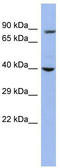WD Repeat Domain 45B antibody, TA337236, Origene, Western Blot image 
