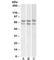 G Protein Nucleolar 3 antibody, R33842-100UG, NSJ Bioreagents, Western Blot image 