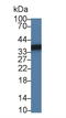 Sorbitol Dehydrogenase antibody, LS-C372746, Lifespan Biosciences, Western Blot image 