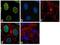 T-Box 3 antibody, 702055, Invitrogen Antibodies, Immunofluorescence image 