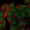 Small Integral Membrane Protein 24 antibody, NBP2-58735, Novus Biologicals, Immunofluorescence image 