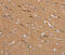 Aladin WD Repeat Nucleoporin antibody, MBS2519166, MyBioSource, Immunohistochemistry frozen image 