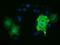 Tubulin Alpha 3e antibody, NBP2-02878, Novus Biologicals, Immunofluorescence image 