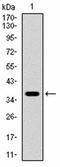 Skip antibody, orb341363, Biorbyt, Western Blot image 