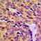 Mitochondrial Ribosomal Protein L14 antibody, LS-C353537, Lifespan Biosciences, Immunohistochemistry frozen image 