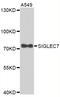 Sialic Acid Binding Ig Like Lectin 7 antibody, STJ25528, St John