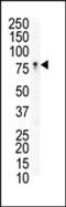 EPH Receptor B3 antibody, 63-059, ProSci, Western Blot image 