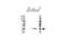 Interferon Alpha 10 antibody, VPA00522, Bio-Rad (formerly AbD Serotec) , Western Blot image 