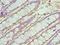 TGF-Beta Activated Kinase 1 (MAP3K7) Binding Protein 1 antibody, LS-C377604, Lifespan Biosciences, Immunohistochemistry frozen image 