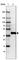 Protein spinster homolog 1 antibody, HPA041995, Atlas Antibodies, Western Blot image 