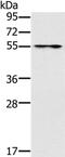 Pseudouridine Synthase 10 antibody, PA5-50738, Invitrogen Antibodies, Western Blot image 