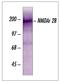 Glutamate receptor ionotropic, NMDA 2B antibody, 71-8600, Invitrogen Antibodies, Western Blot image 