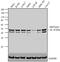 S-Phase Kinase Associated Protein 2 antibody, 32-3300, Invitrogen Antibodies, Western Blot image 