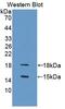 Growth Differentiation Factor 3 antibody, MBS2028094, MyBioSource, Western Blot image 