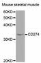 PD-L1 antibody, abx125632, Abbexa, Western Blot image 