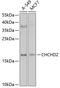 Coiled-coil-helix-coiled-coil-helix domain-containing protein 2, mitochondrial antibody, 19-066, ProSci, Western Blot image 