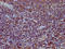 Transcription elongation factor, mitochondrial antibody, LS-C681525, Lifespan Biosciences, Immunohistochemistry paraffin image 