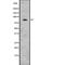 Mitofusin 1 antibody, PA5-67905, Invitrogen Antibodies, Western Blot image 