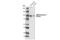 Glutamate Ionotropic Receptor AMPA Type Subunit 2 antibody, 5306T, Cell Signaling Technology, Western Blot image 