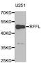 Ring Finger And FYVE Like Domain Containing E3 Ubiquitin Protein Ligase antibody, STJ28572, St John