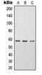 Signal Transducing Adaptor Molecule 2 antibody, LS-C353113, Lifespan Biosciences, Western Blot image 