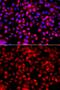FAS antibody, GTX35200, GeneTex, Immunocytochemistry image 