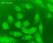 Nuclear Receptor Subfamily 1 Group H Member 3 antibody, ab3585, Abcam, Immunofluorescence image 