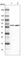 Pyruvate Kinase M1/2 antibody, HPA029501, Atlas Antibodies, Western Blot image 