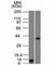 Arginase 1 antibody, V2651-100UG, NSJ Bioreagents, Flow Cytometry image 