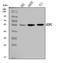 Golgi Associated PDZ And Coiled-Coil Motif Containing antibody, A03660-2, Boster Biological Technology, Western Blot image 