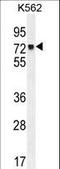 MutL Homolog 1 antibody, LS-C164215, Lifespan Biosciences, Western Blot image 