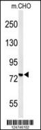 YME1 Like 1 ATPase antibody, 61-697, ProSci, Western Blot image 