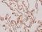 Caspase 8 antibody, A00042S347, Boster Biological Technology, Immunohistochemistry frozen image 