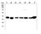 RAD51 Recombinase antibody, PB9323, Boster Biological Technology, Western Blot image 