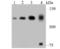 Damage Specific DNA Binding Protein 1 antibody, NBP2-75465, Novus Biologicals, Western Blot image 