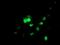 Ubiquitin Conjugating Enzyme E2 E3 antibody, MA5-25950, Invitrogen Antibodies, Immunocytochemistry image 