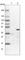 Tuftelin 1 antibody, HPA028112, Atlas Antibodies, Western Blot image 