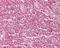 GATA Zinc Finger Domain Containing 2A antibody, PA1-41241, Invitrogen Antibodies, Immunohistochemistry frozen image 