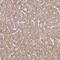 UTP23 Small Subunit Processome Component antibody, NBP1-92568, Novus Biologicals, Immunohistochemistry paraffin image 