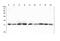 Superoxide Dismutase 1 antibody, PB9402, Boster Biological Technology, Western Blot image 