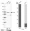 Taxilin Gamma antibody, PA5-51375, Invitrogen Antibodies, Western Blot image 