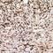 HIRA Interacting Protein 3 antibody, LS-C668549, Lifespan Biosciences, Immunohistochemistry paraffin image 