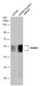 RUNX Family Transcription Factor 1 antibody, GTX129100, GeneTex, Western Blot image 