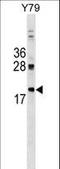 DnaJ Heat Shock Protein Family (Hsp40) Member C5 antibody, LS-C159477, Lifespan Biosciences, Western Blot image 