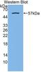 Nuclear Factor I B antibody, LS-C373389, Lifespan Biosciences, Western Blot image 