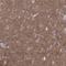 G Protein Subunit Alpha L antibody, HPA051160, Atlas Antibodies, Immunohistochemistry paraffin image 