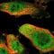 WSC Domain Containing 1 antibody, NBP1-81503, Novus Biologicals, Immunofluorescence image 