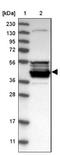 Carboxypeptidase A5 antibody, NBP1-91807, Novus Biologicals, Western Blot image 