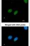 X-Ray Repair Cross Complementing 4 antibody, PA5-22044, Invitrogen Antibodies, Immunofluorescence image 